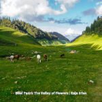 Chenabi meadow - Bhal Padhri in Bhalessa