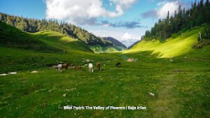 Chenabi meadow - Bhal Padhri in Bhalessa